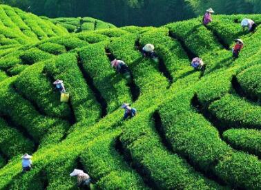 厦门茶叶品牌起名高雅大气